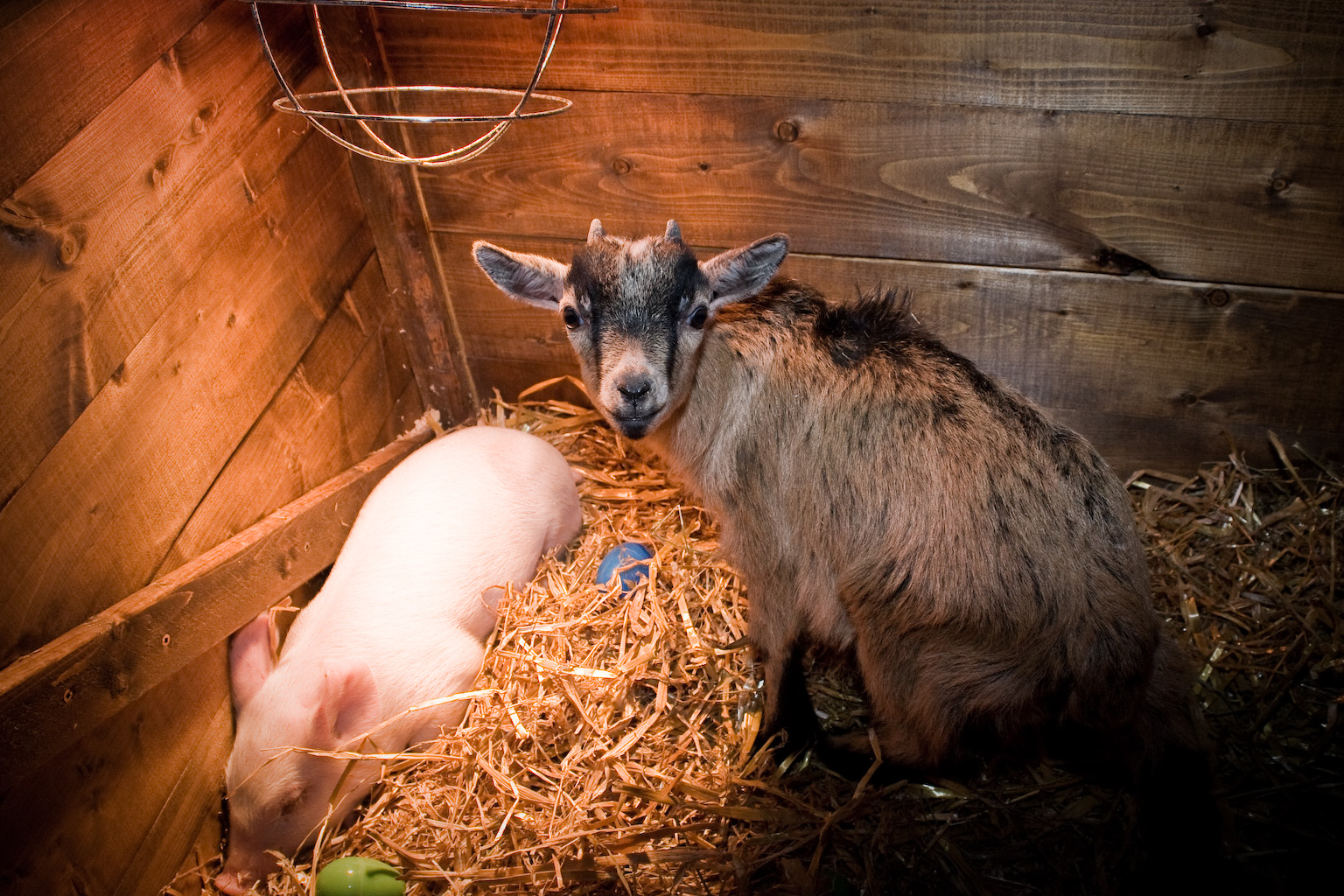 Ouverture de la 2e édition de Terrasse à sucre dans le Vieux-Montréal