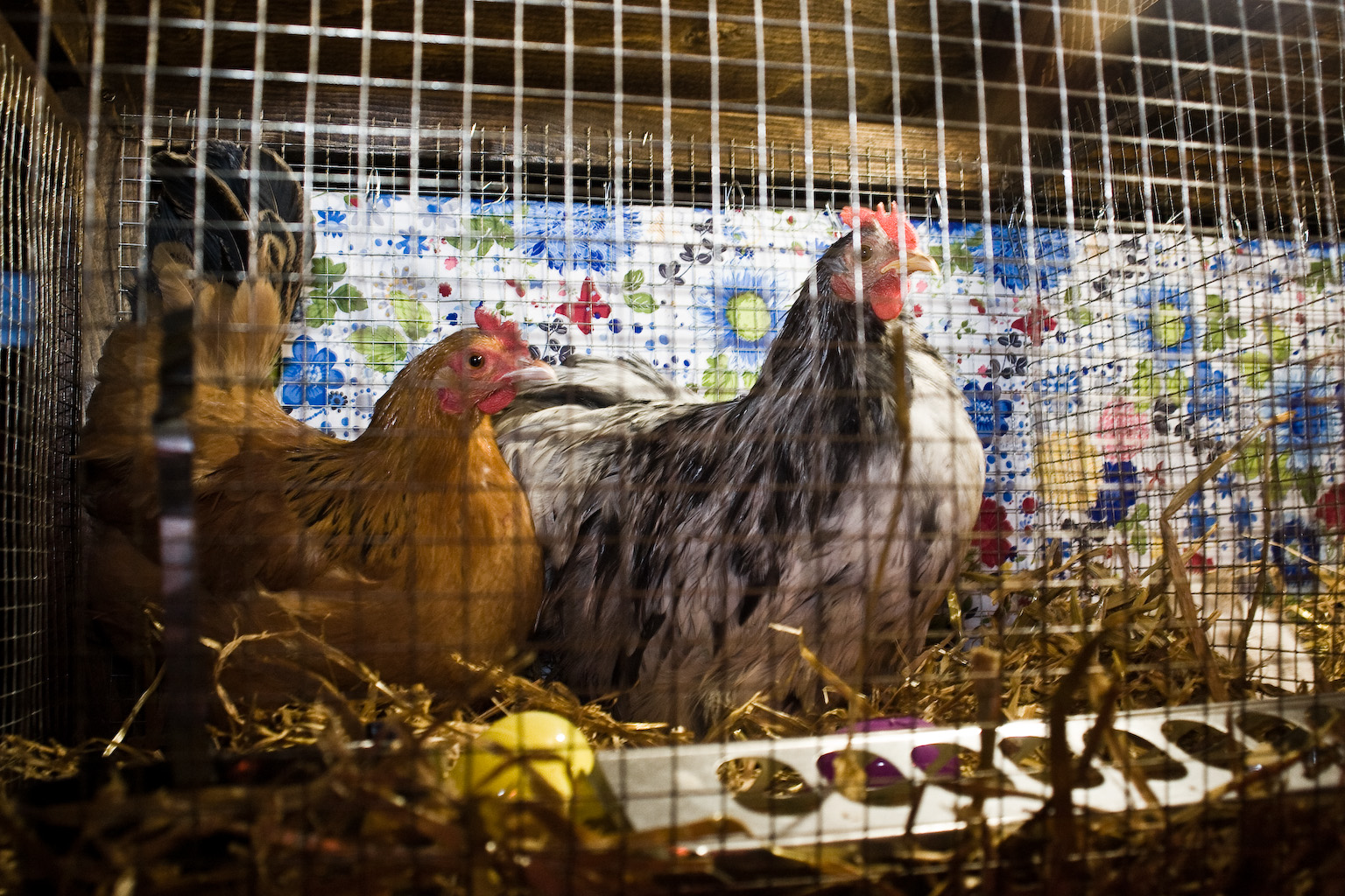 Ouverture de la 2e édition de Terrasse à sucre dans le Vieux-Montréal