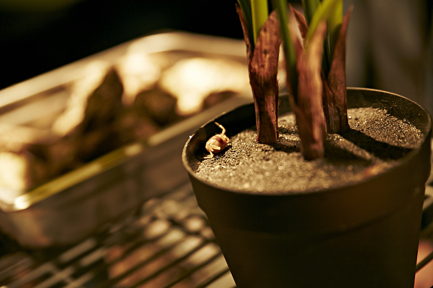 Le resto les «Cons Servent» offre un festin d'huîtres à leurs invités VIP!