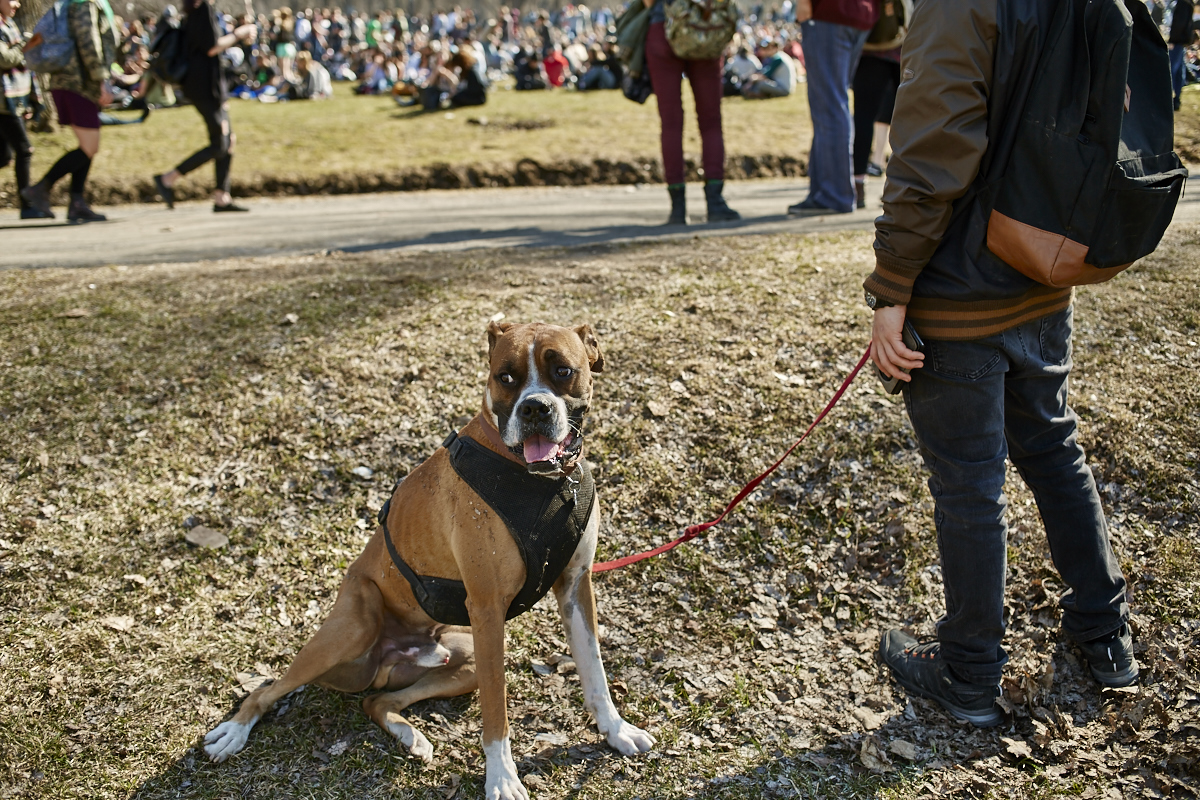 Les Québécois sua' grosse puff hier pour le 420 au Mont-Royal