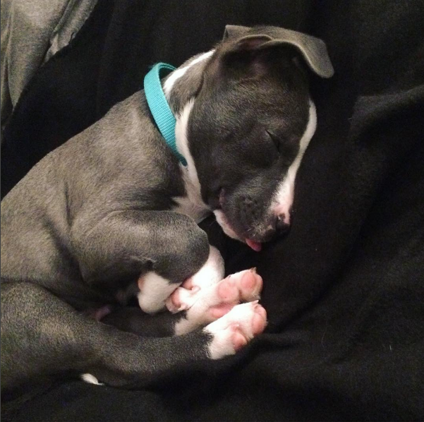 20 photos de chiots TROP CUTE pour le National Puppy Day
