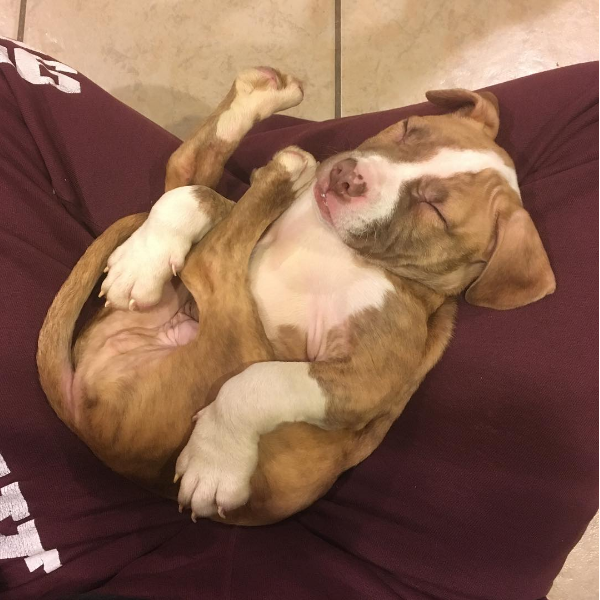 20 photos de chiots TROP CUTE pour le National Puppy Day