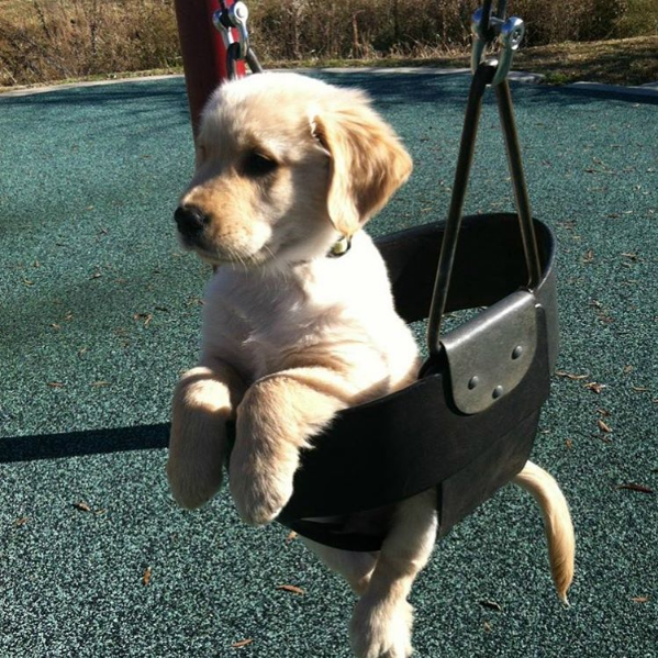 20 photos de chiots TROP CUTE pour le National Puppy Day