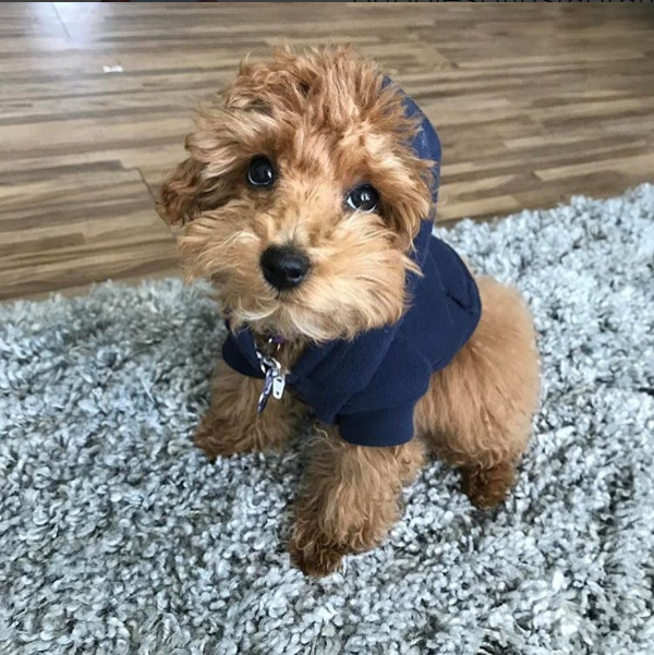 20 photos de chiots TROP CUTE pour le National Puppy Day