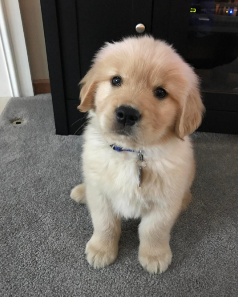 20 photos de chiots TROP CUTE pour le National Puppy Day