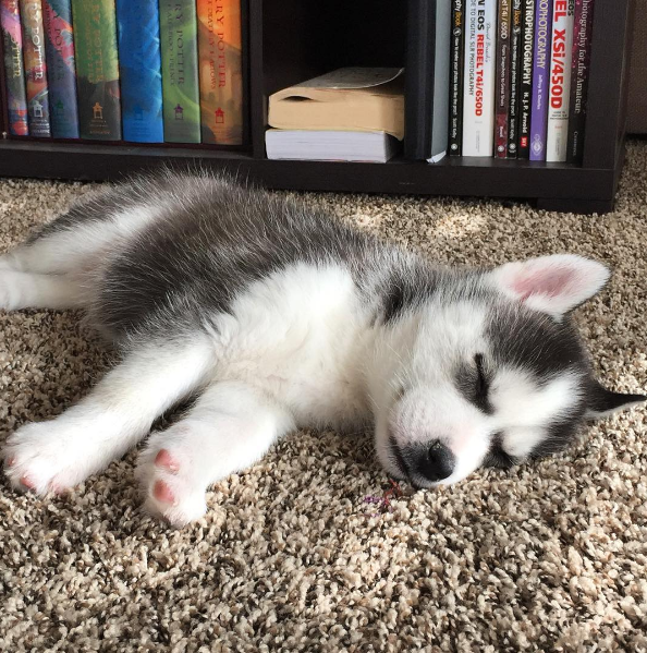20 photos de chiots TROP CUTE pour le National Puppy Day