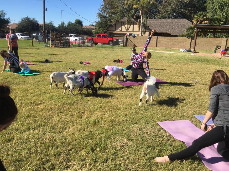 Tu pourras faire du yoga avec des chèvres cet été à Montréal
