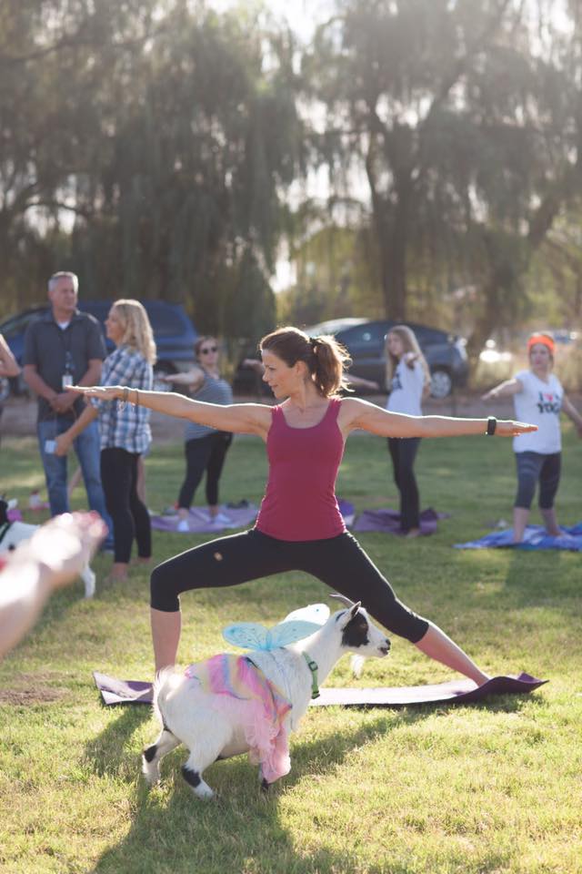 Tu pourras faire du yoga avec des chèvres cet été à Montréal