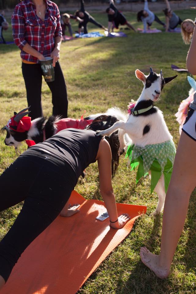 Tu pourras faire du yoga avec des chèvres cet été à Montréal