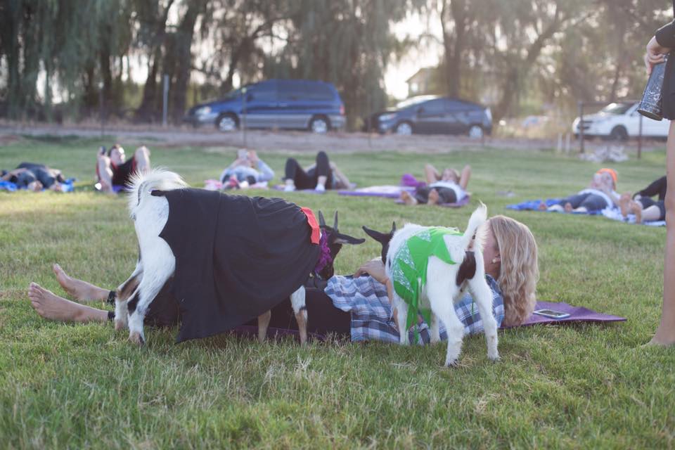 Tu pourras faire du yoga avec des chèvres cet été à Montréal