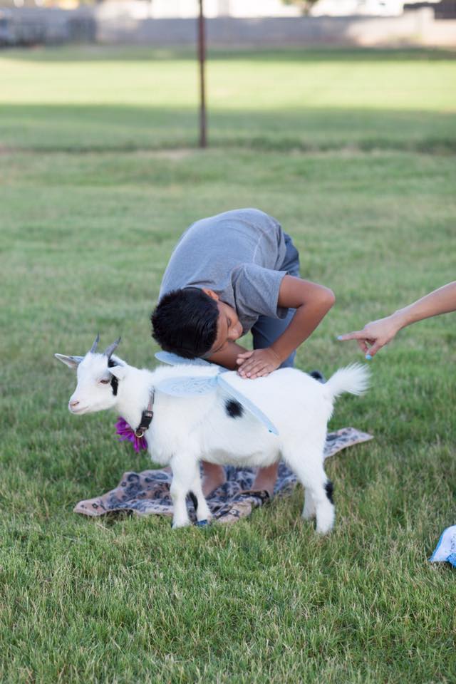 Tu pourras faire du yoga avec des chèvres cet été à Montréal