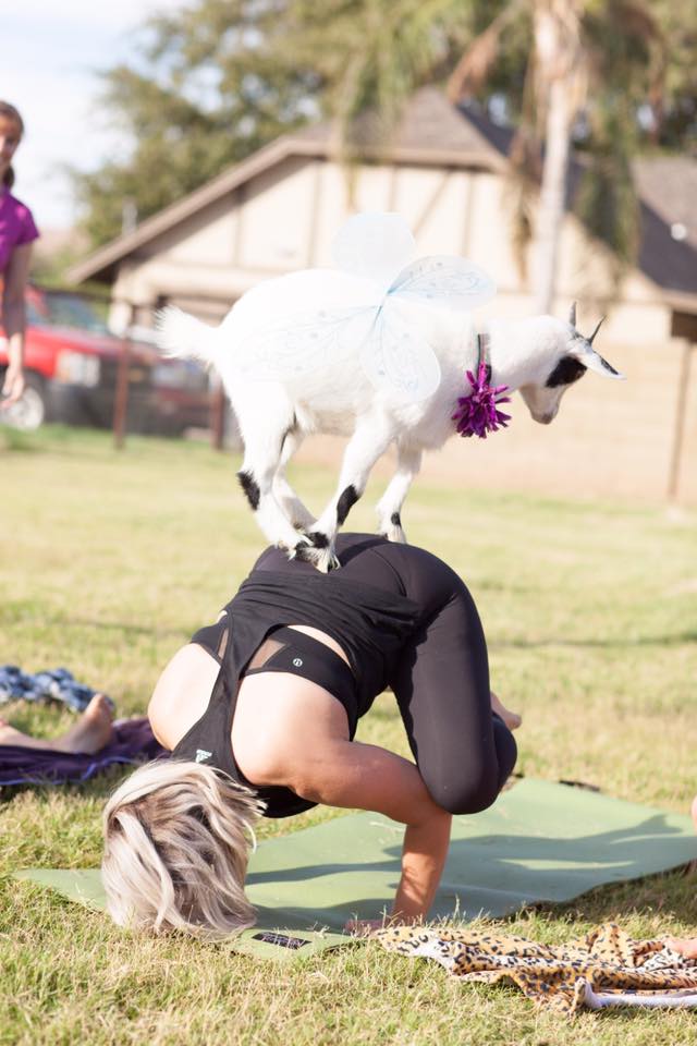 Tu pourras faire du yoga avec des chèvres cet été à Montréal