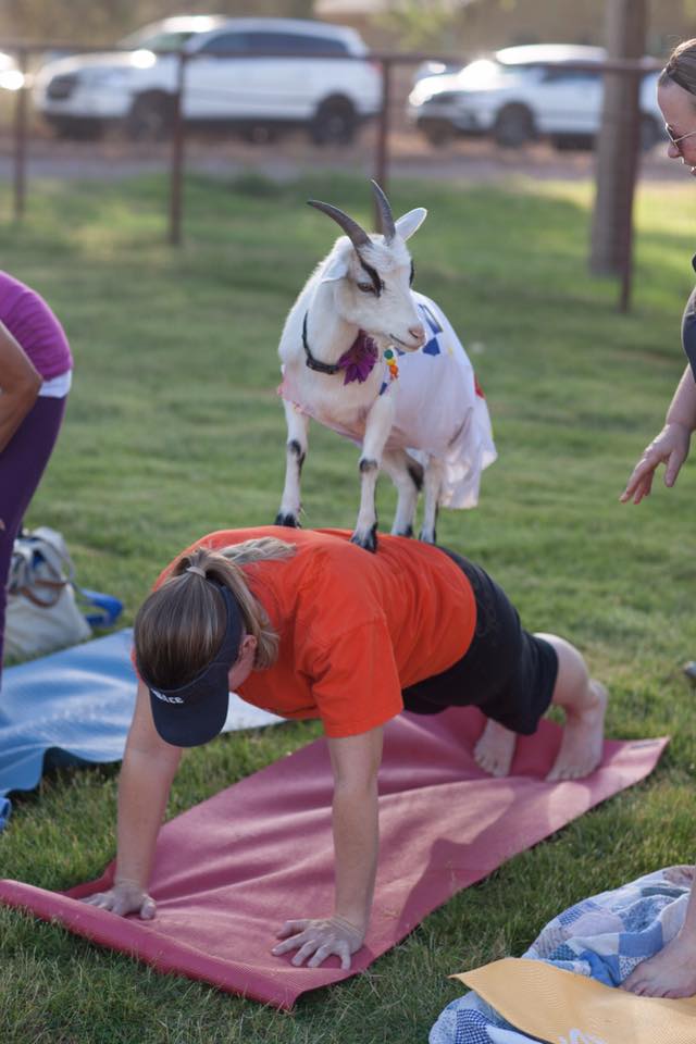 Tu pourras faire du yoga avec des chèvres cet été à Montréal