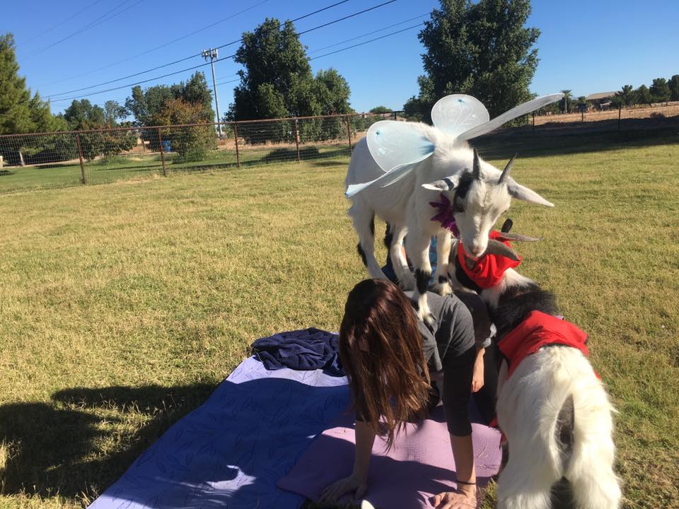 Tu pourras faire du yoga avec des chèvres cet été à Montréal