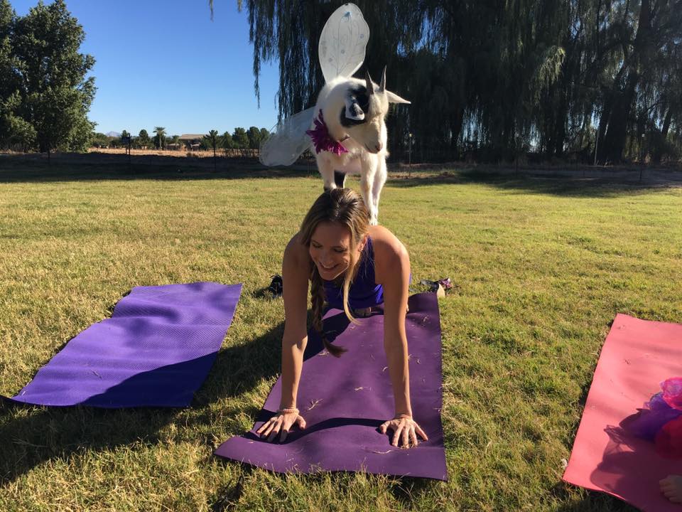 Tu pourras faire du yoga avec des chèvres cet été à Montréal