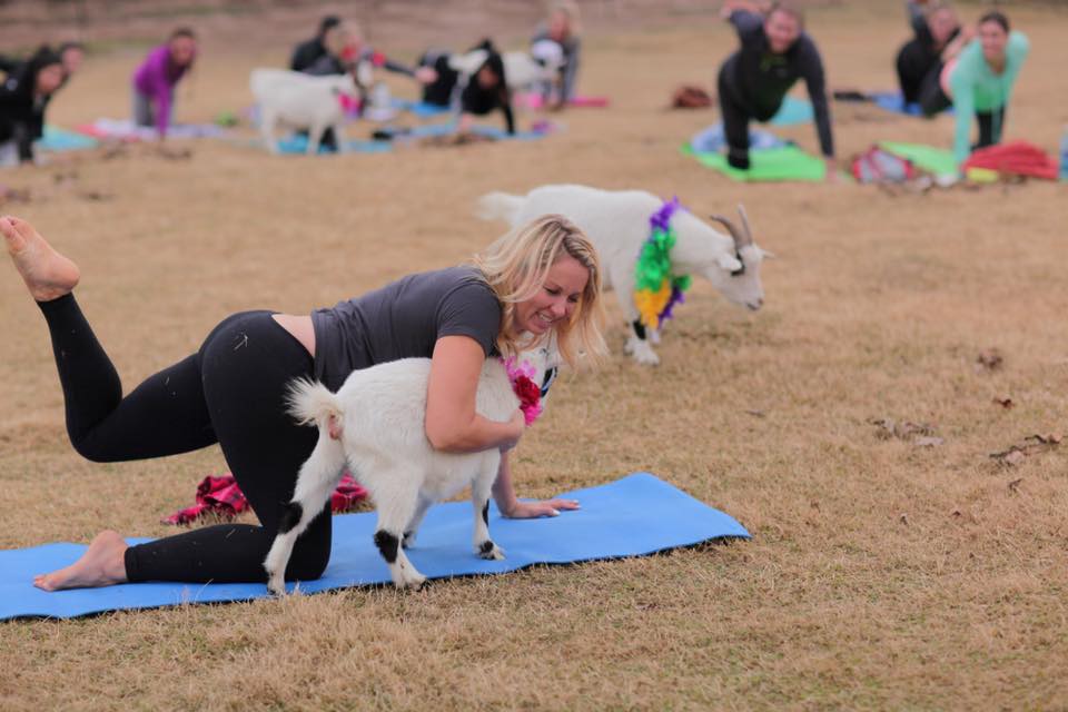 Tu pourras faire du yoga avec des chèvres cet été à Montréal