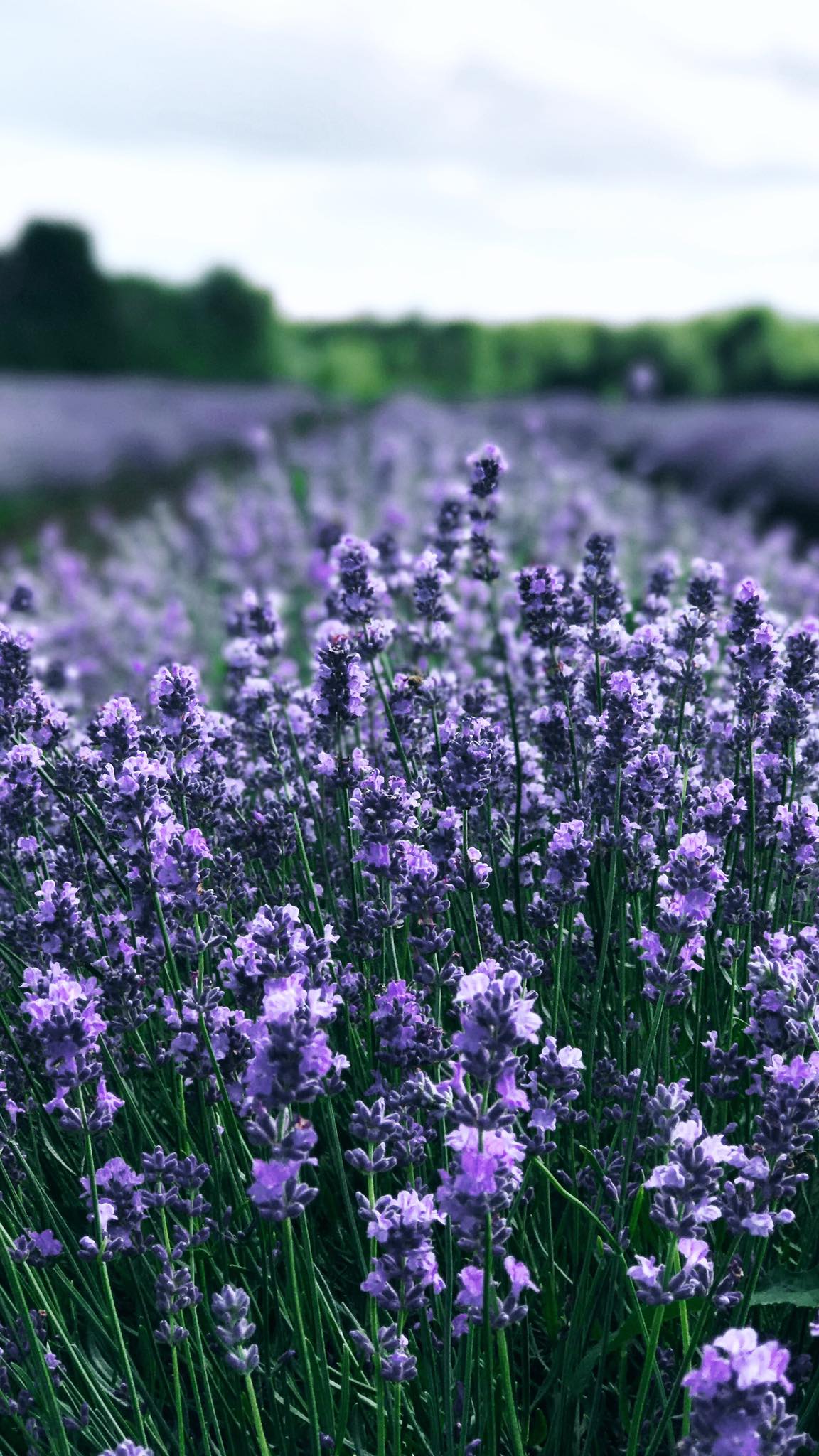 Le Spot de la semaine: La Maison Lavande et ses champs de fleurs à perte de vue