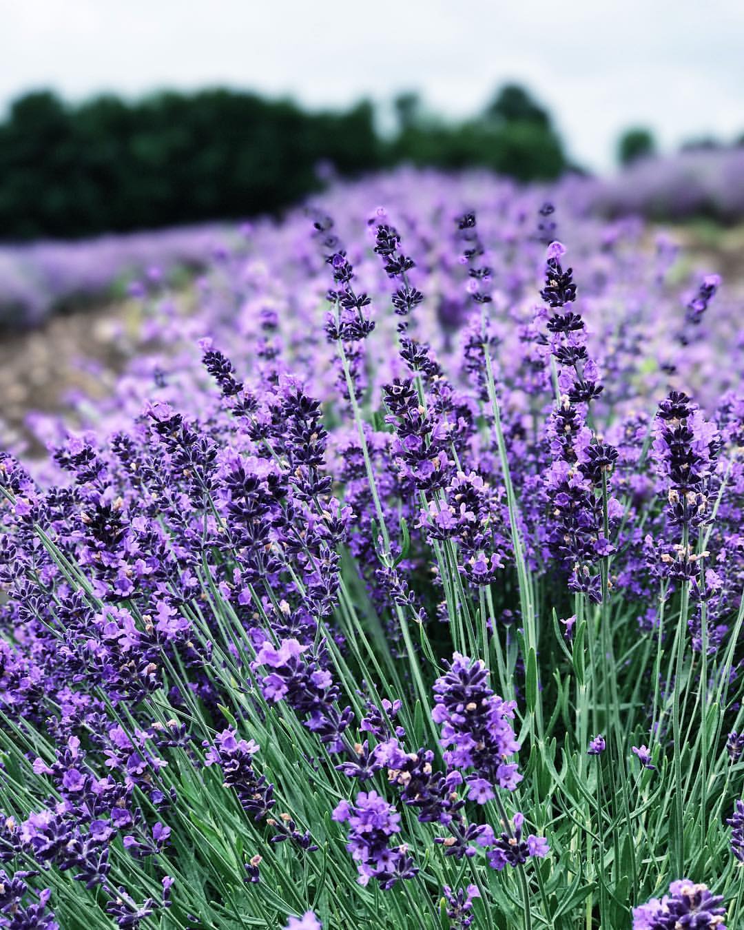 Le Spot de la semaine: La Maison Lavande et ses champs de fleurs à perte de vue