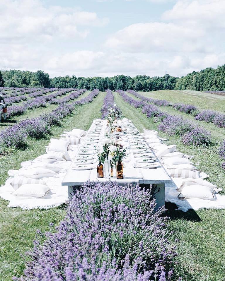 Le Spot de la semaine: La Maison Lavande et ses champs de fleurs à perte de vue