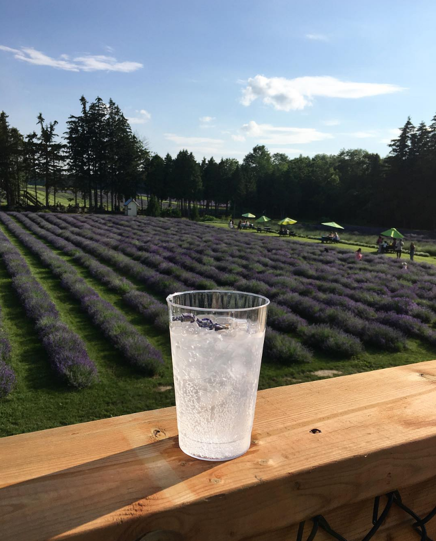 Le Spot de la semaine: La Maison Lavande et ses champs de fleurs à perte de vue