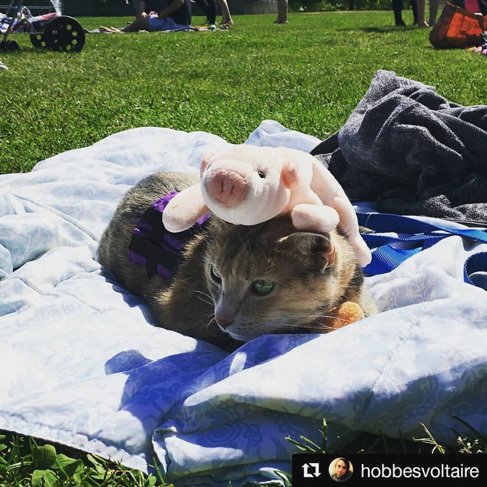 Un rassemblement de chats aura lieu le mois prochain à Montréal