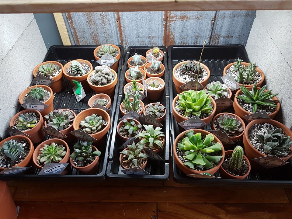 Une nouvelle boutique spécialisée en cactus pour transformer ton appart en serre