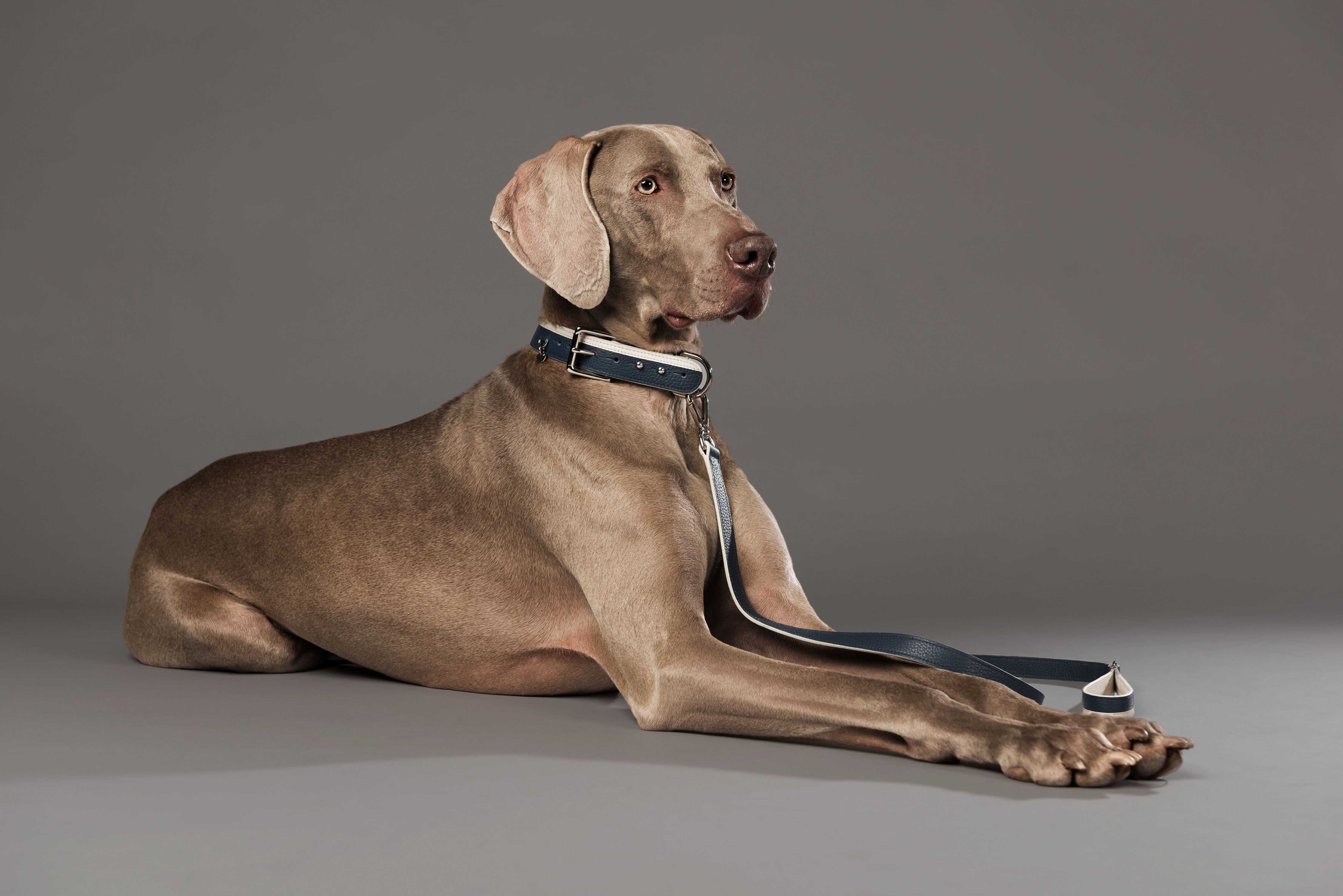 Une nouvelle entreprise montréalaise fait les plus beaux accessoires pour chiens ever!