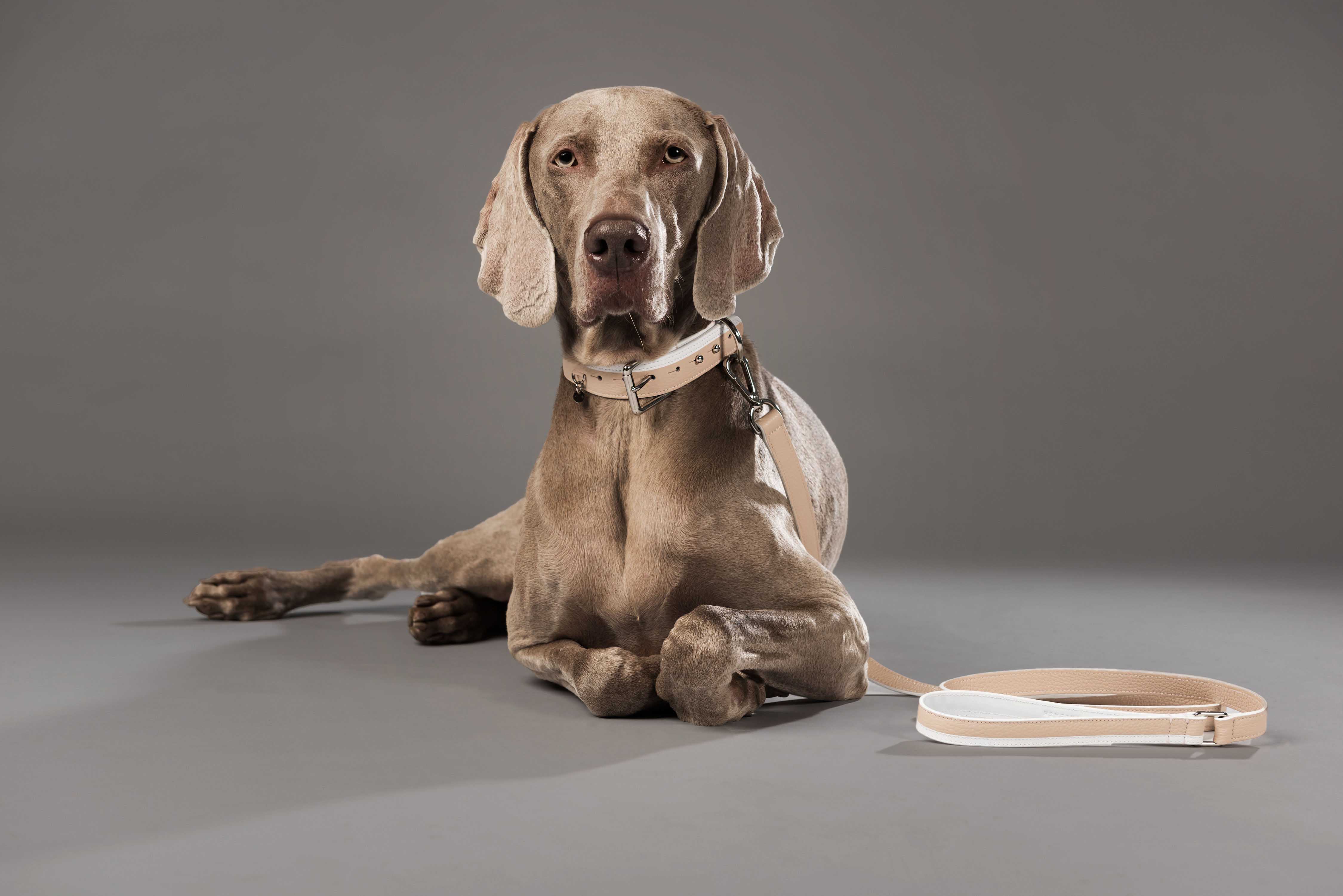 Une nouvelle entreprise montréalaise fait les plus beaux accessoires pour chiens ever!