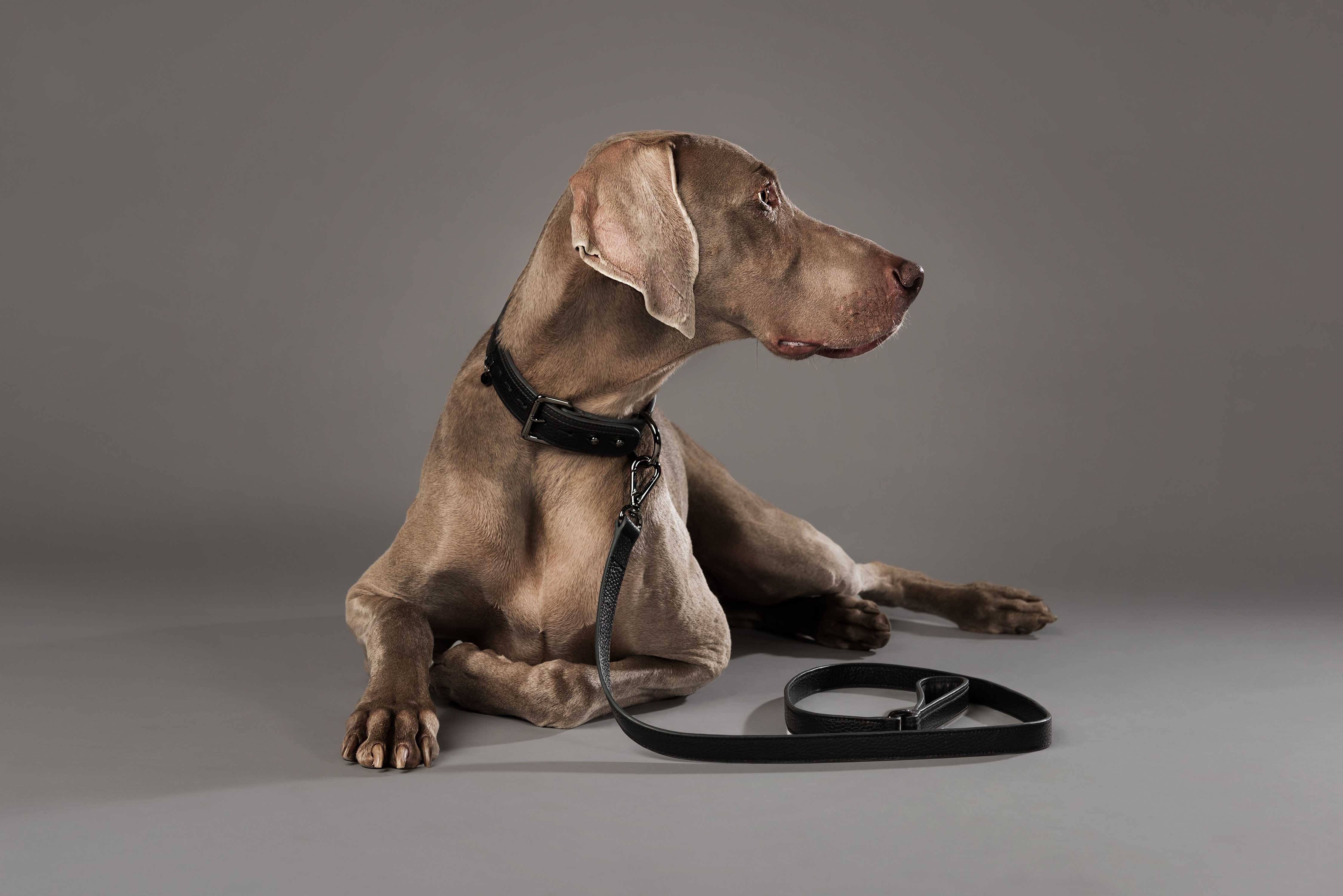 Une nouvelle entreprise montréalaise fait les plus beaux accessoires pour chiens ever!