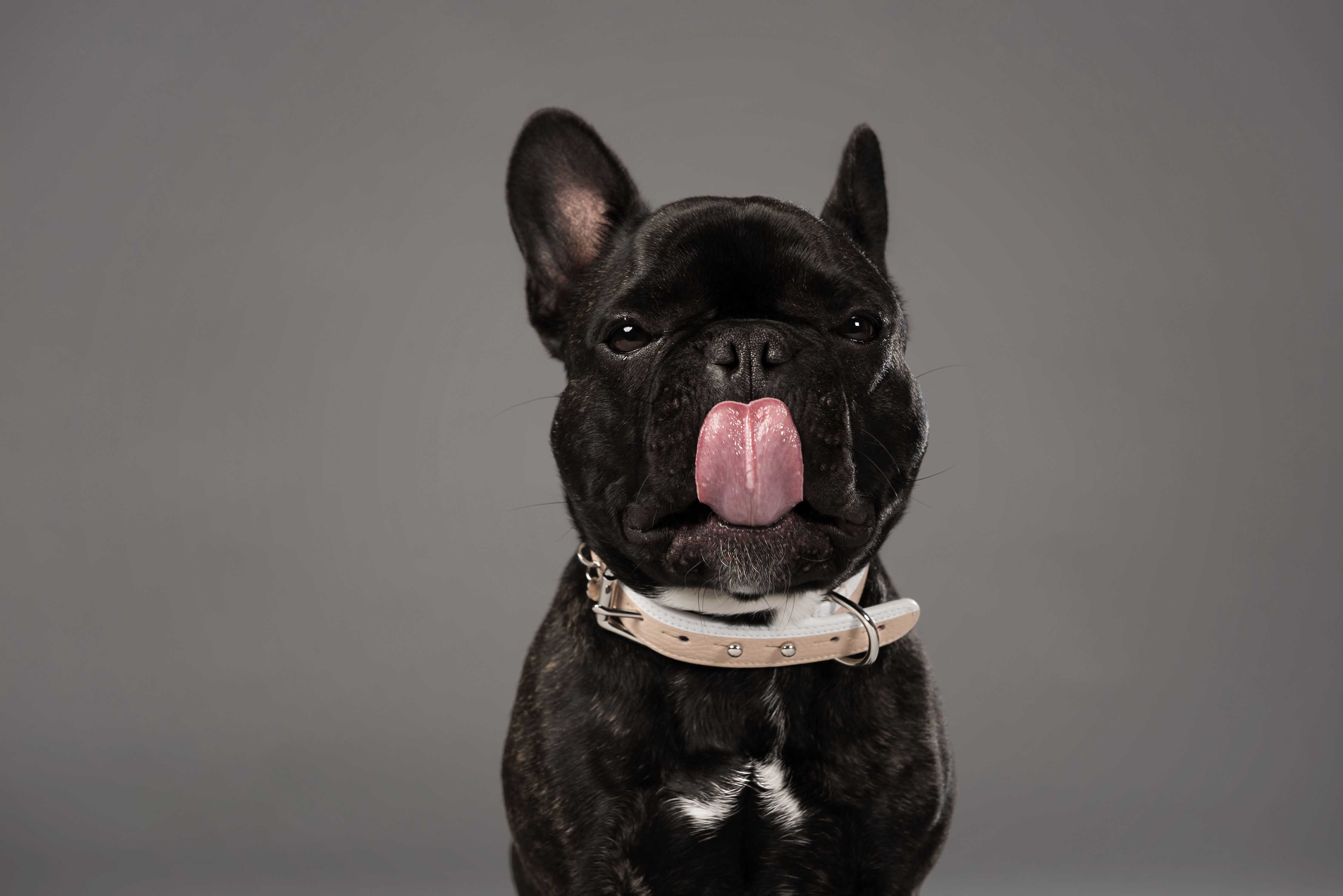 Une nouvelle entreprise montréalaise fait les plus beaux accessoires pour chiens ever!