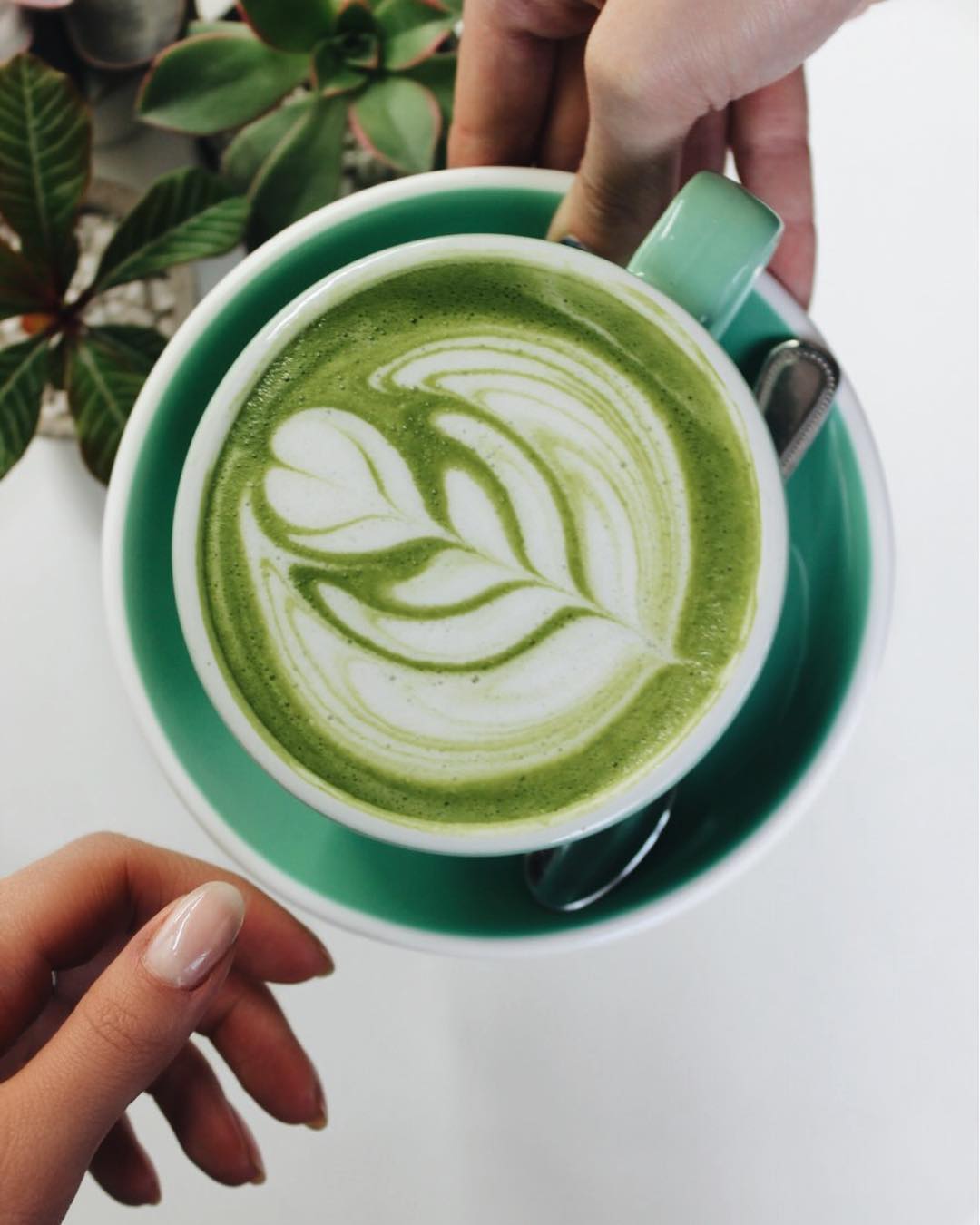 Ce café montréalais te donne une plante à l'achat d'un latte