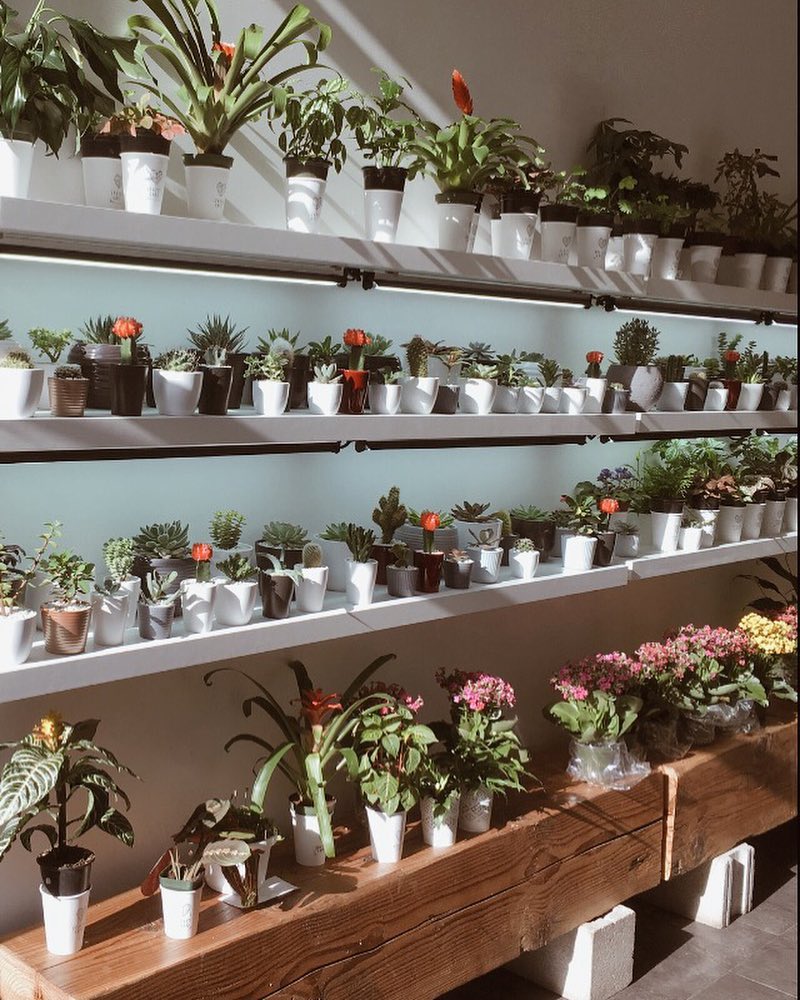 Ce café montréalais te donne une plante à l'achat d'un latte