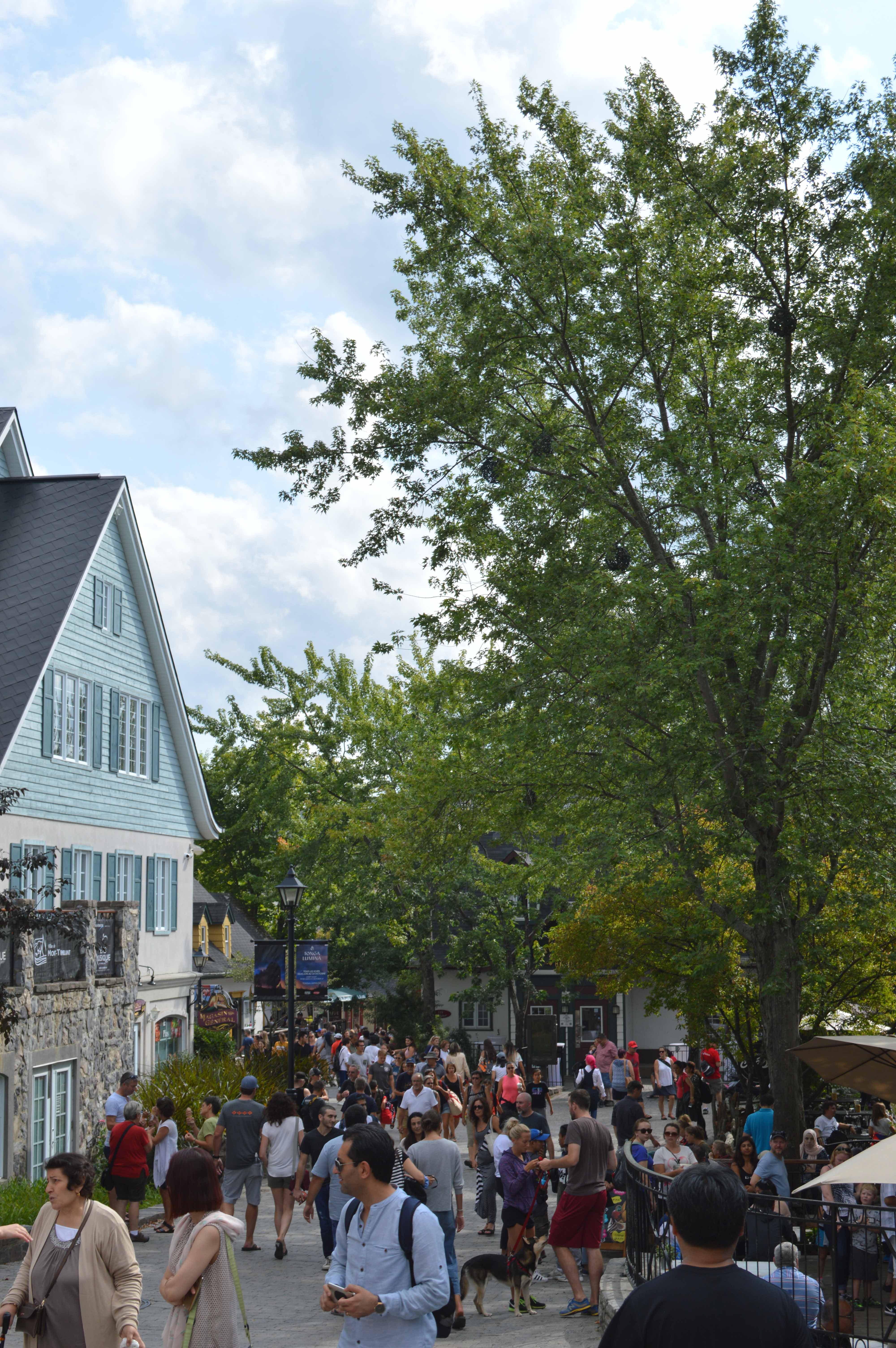 Tremblant célèbre 20 ans de Musique avec l'OSM, Angèle Dubeau et Robert Charlebois