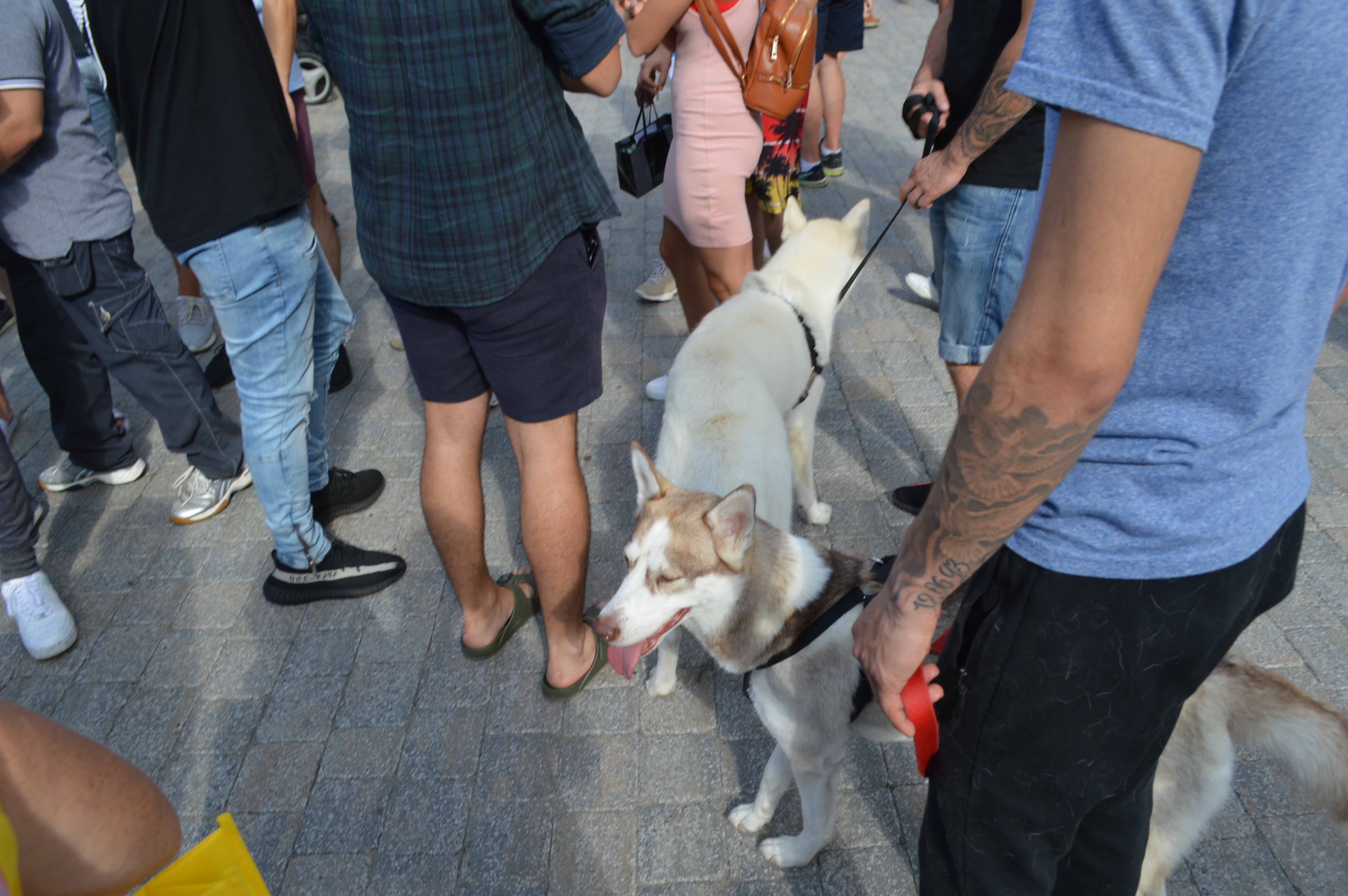 Tremblant célèbre 20 ans de Musique avec l'OSM, Angèle Dubeau et Robert Charlebois