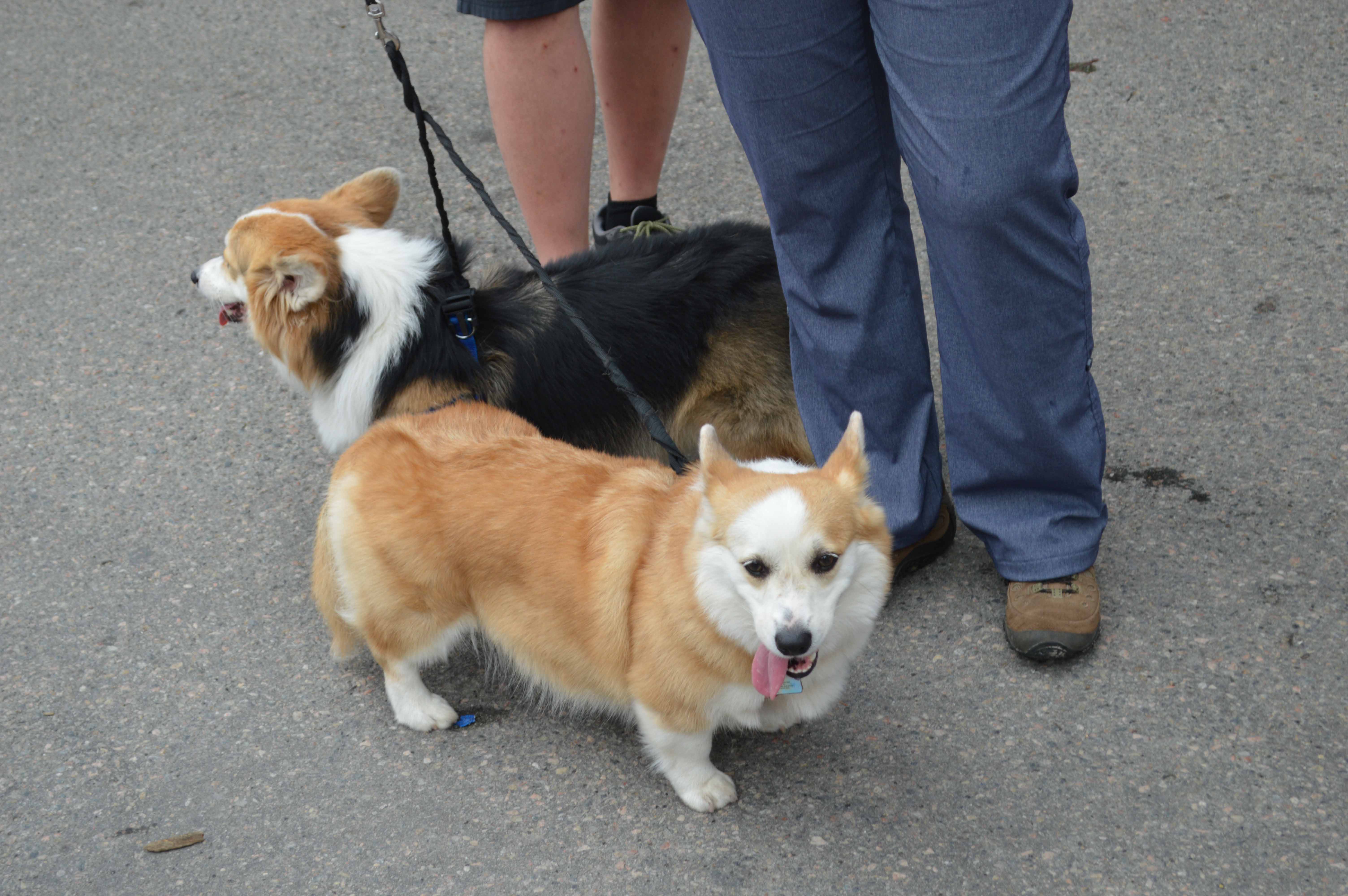 Tremblant célèbre 20 ans de Musique avec l'OSM, Angèle Dubeau et Robert Charlebois