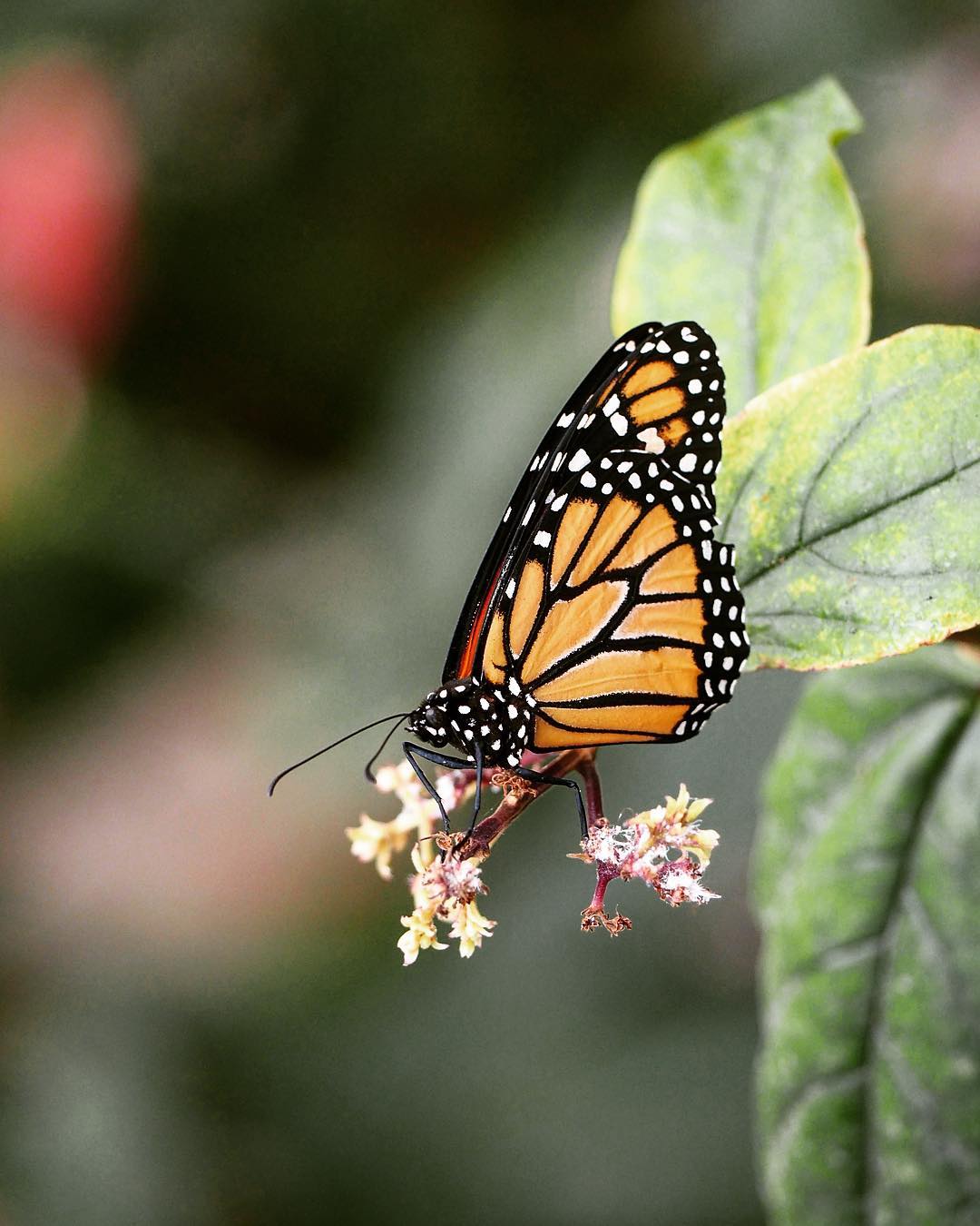 Le Jardin botanique sera gratuit toute une journée en mai