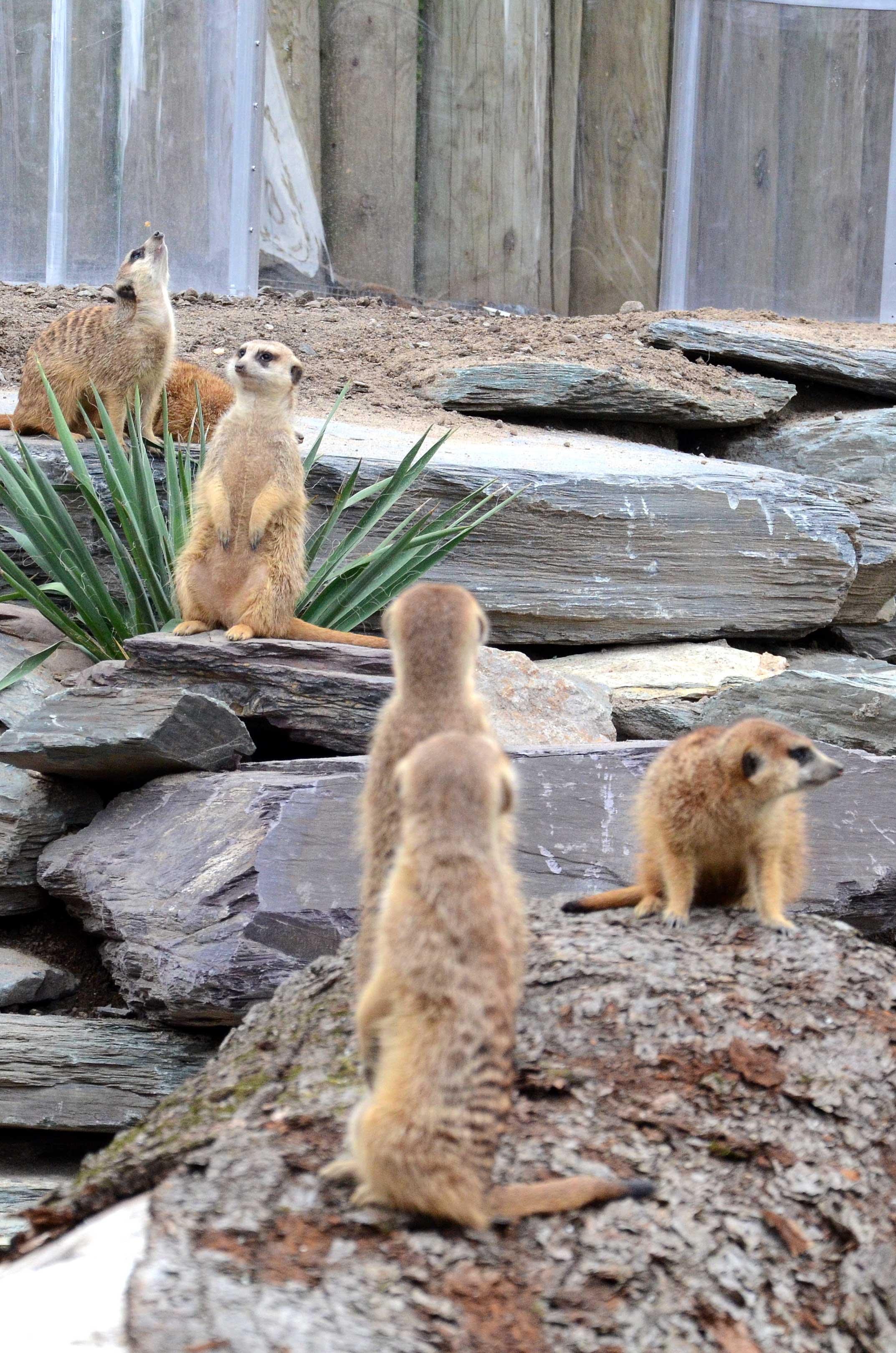 Zoo de Granby: venez voir les lions dans leur nouvel habitat! (PHOTOS)