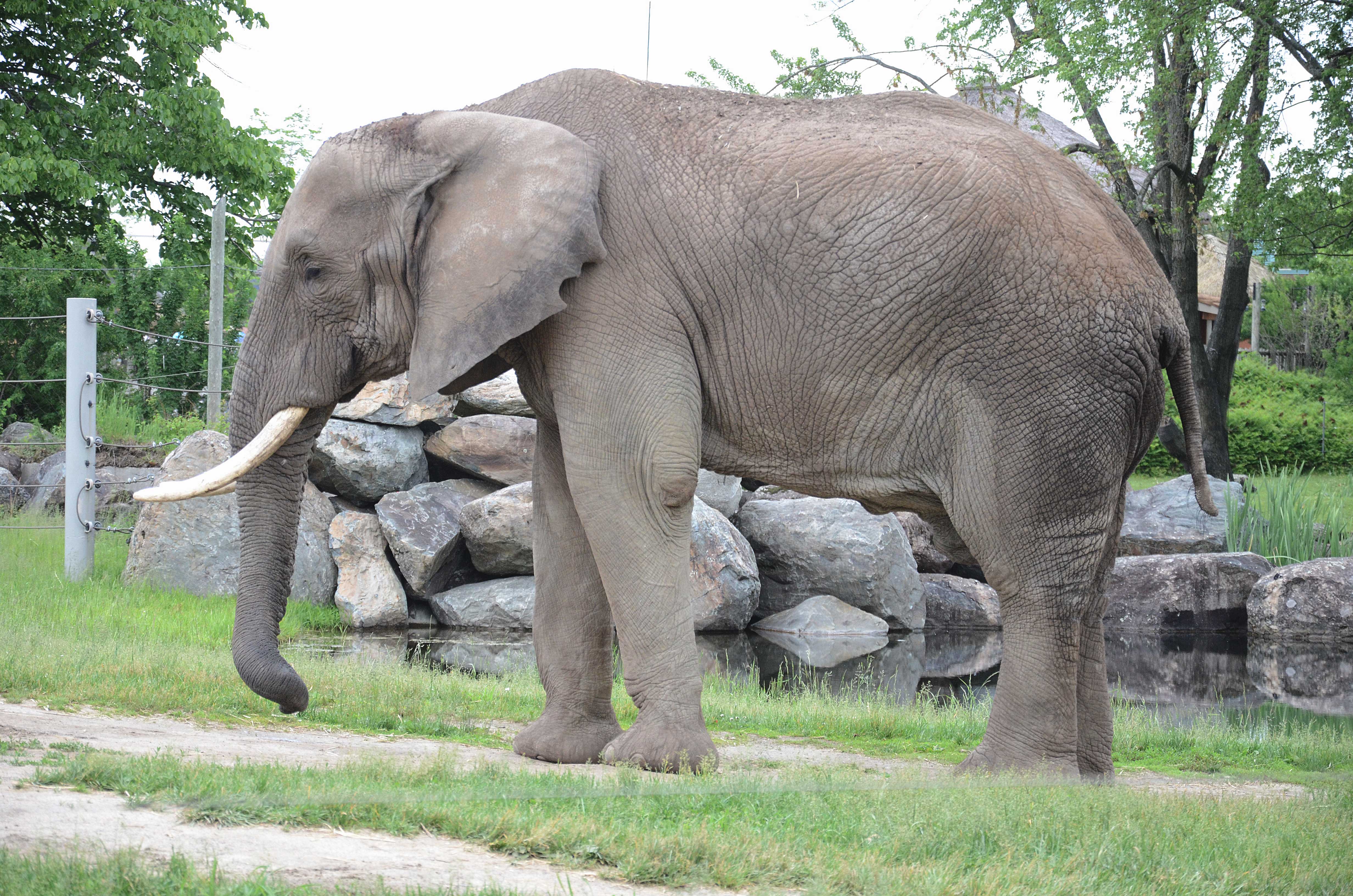 Zoo de Granby: venez voir les lions dans leur nouvel habitat! (PHOTOS)