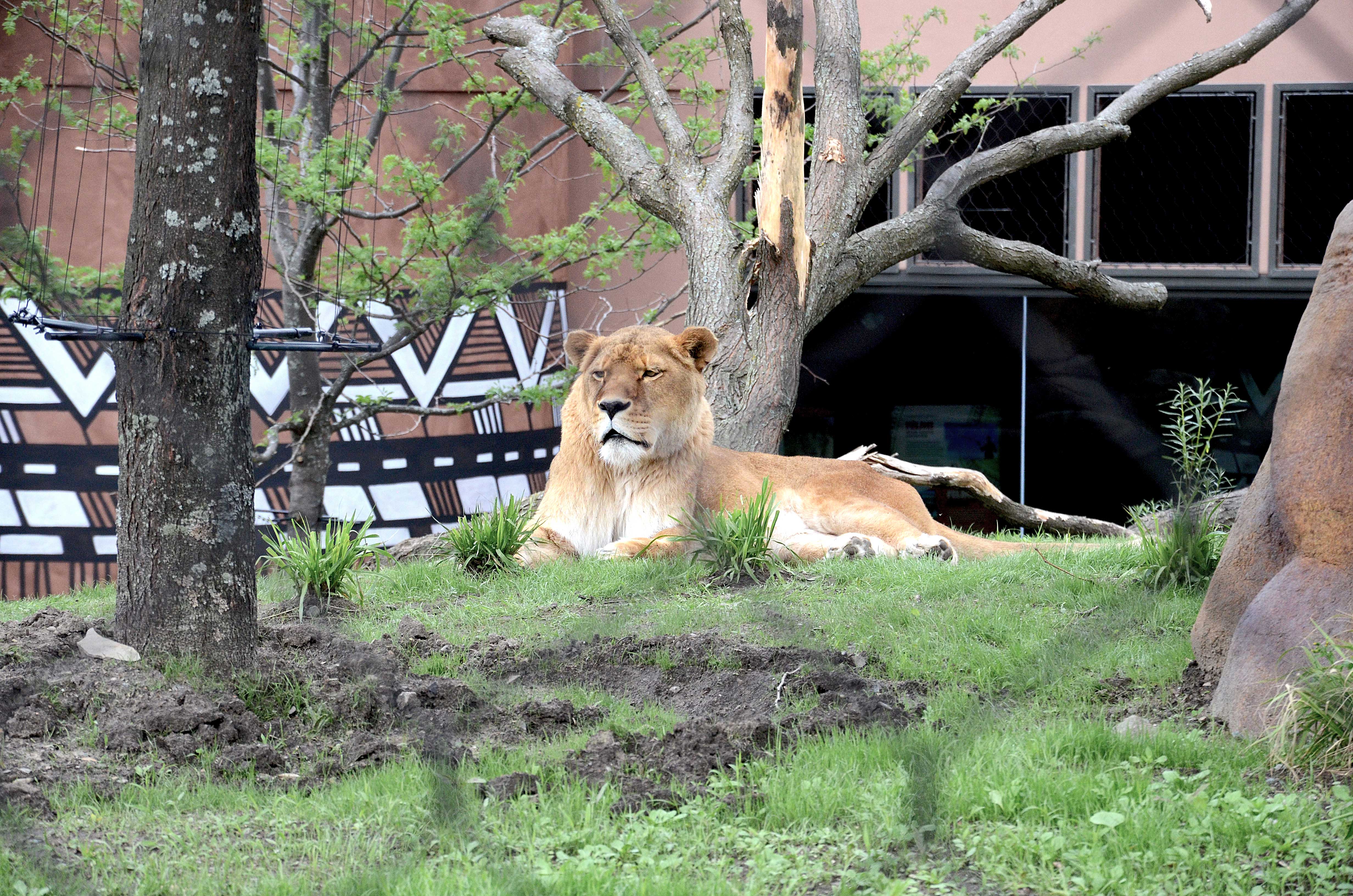 Zoo de Granby: venez voir les lions dans leur nouvel habitat! (PHOTOS)