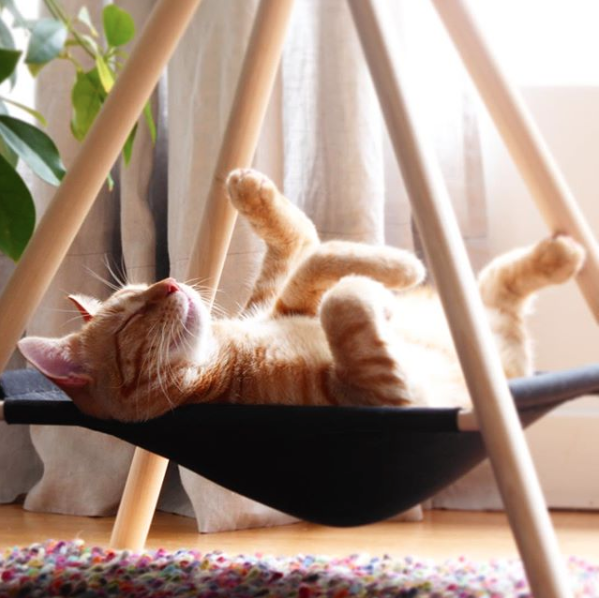 On a trouvé le plus joli abri pour votre animal favori! (PHOTOS)