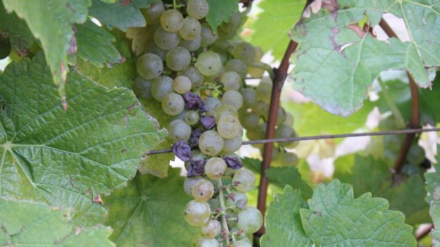 Escape hors de la ville: soirées Grands sommeliers Grands chefs au vignoble de l’Orpailleur