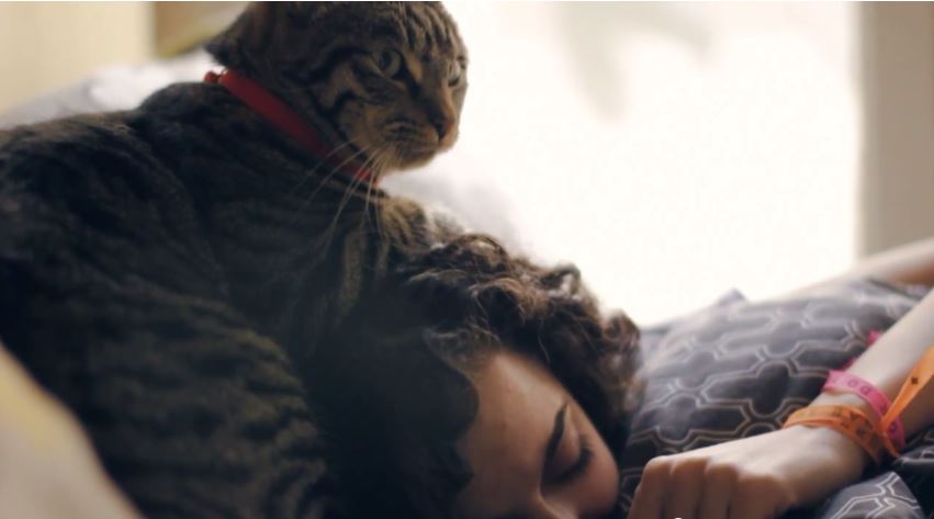 Un chat nous explique comment prendre soin de son&#8230; maître!
