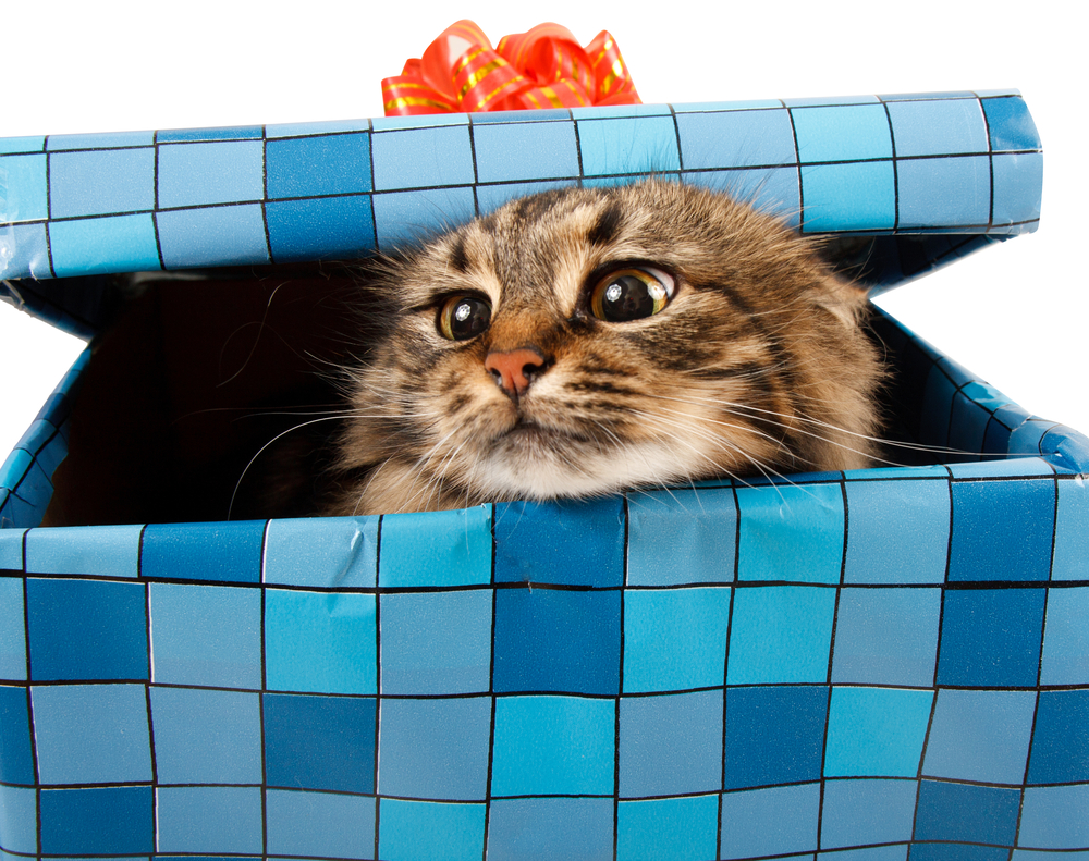 25 idées cadeaux de Noël à moins de 25 dollars