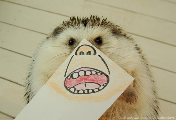 Marutaro the Hedgehog: le plus cute hérisson du monde et ses mille et une expressions