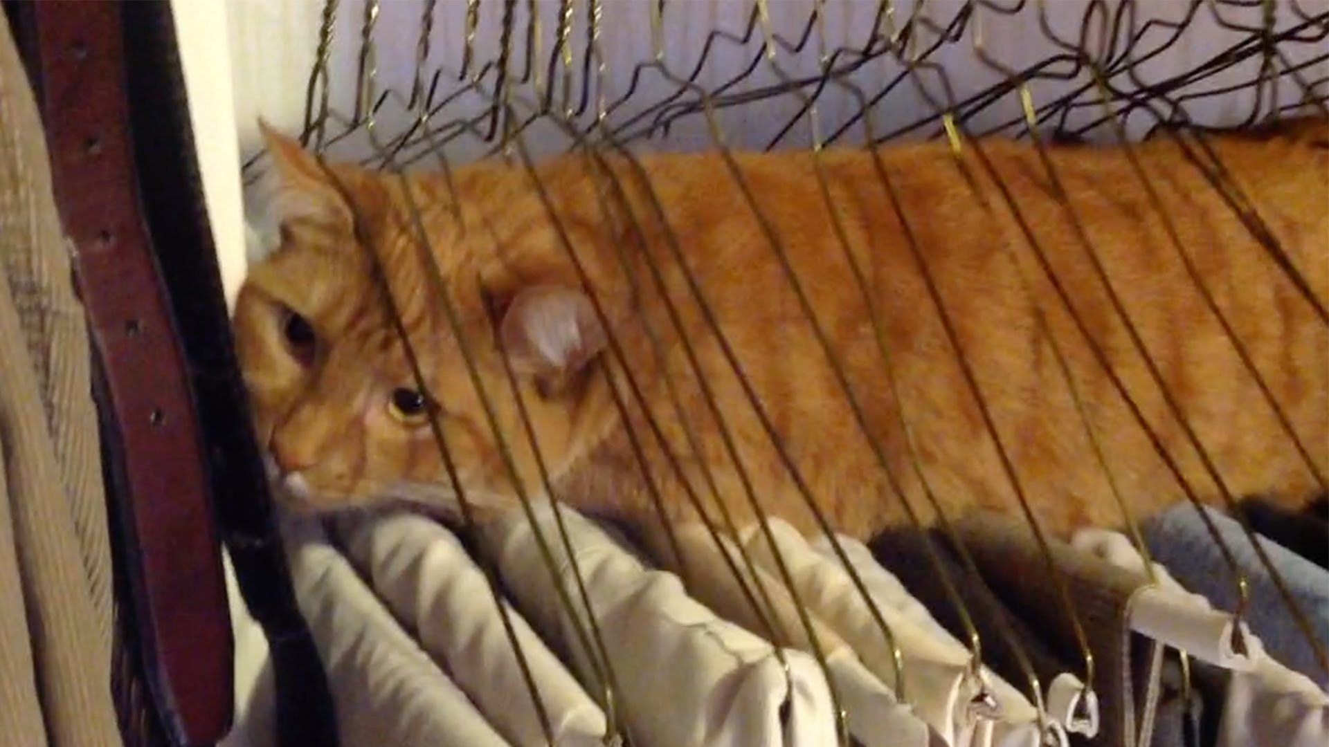 Une compilation de chats qui se pognent dans des affaires pour illuminer ton mardi