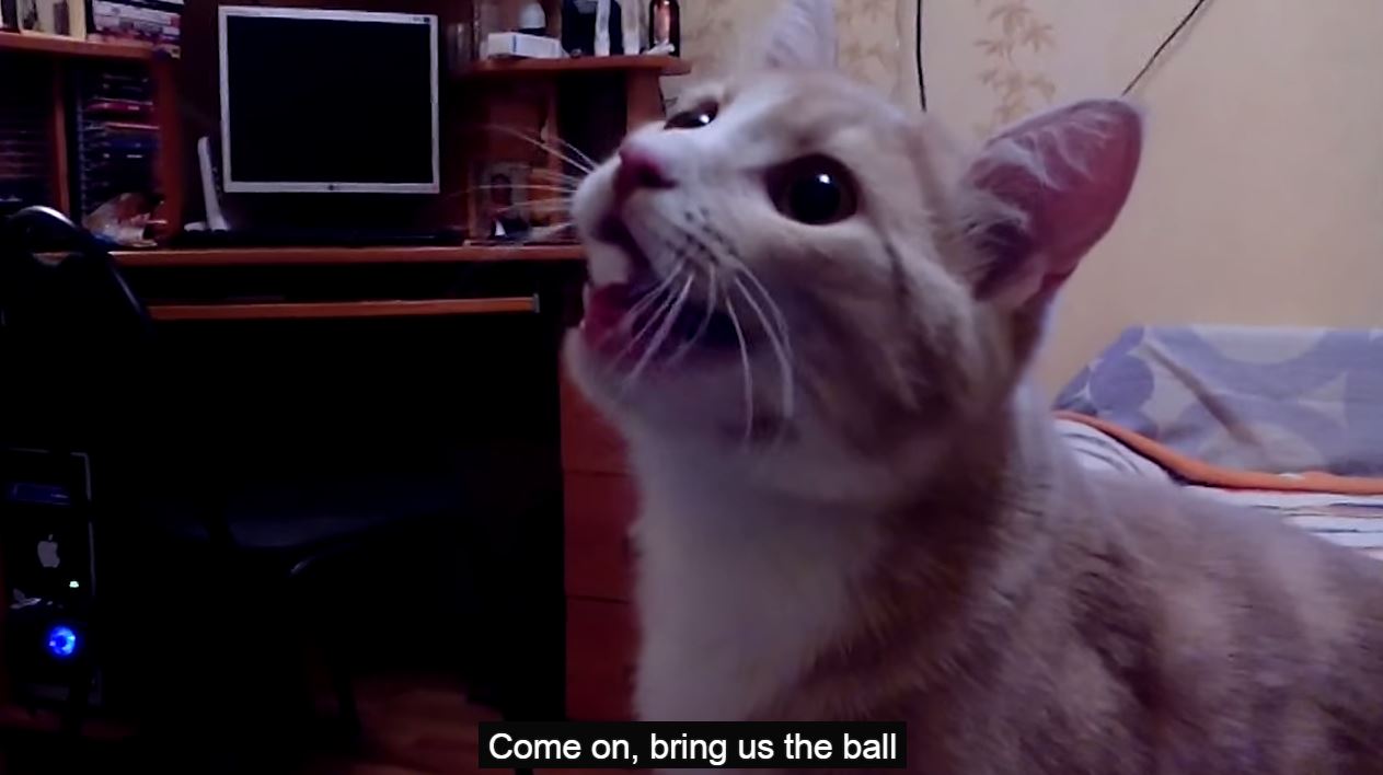 Le plus cute chat russe de la terre se prend pour un chien!