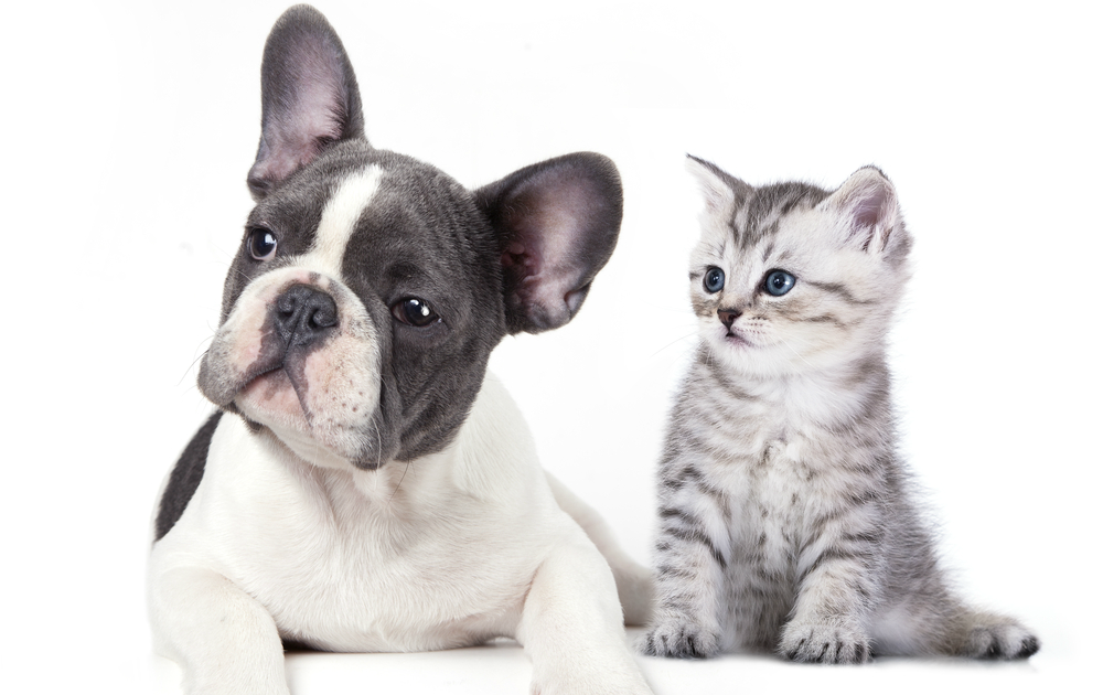 Moins d'animaux abandonnés dans les rues de Montréal