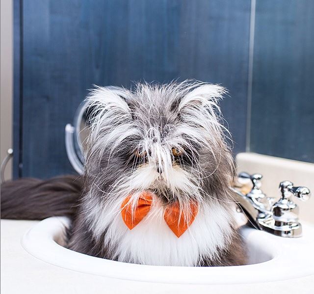 Une compilation de vidéos de chats projetée gratuitement en plein air