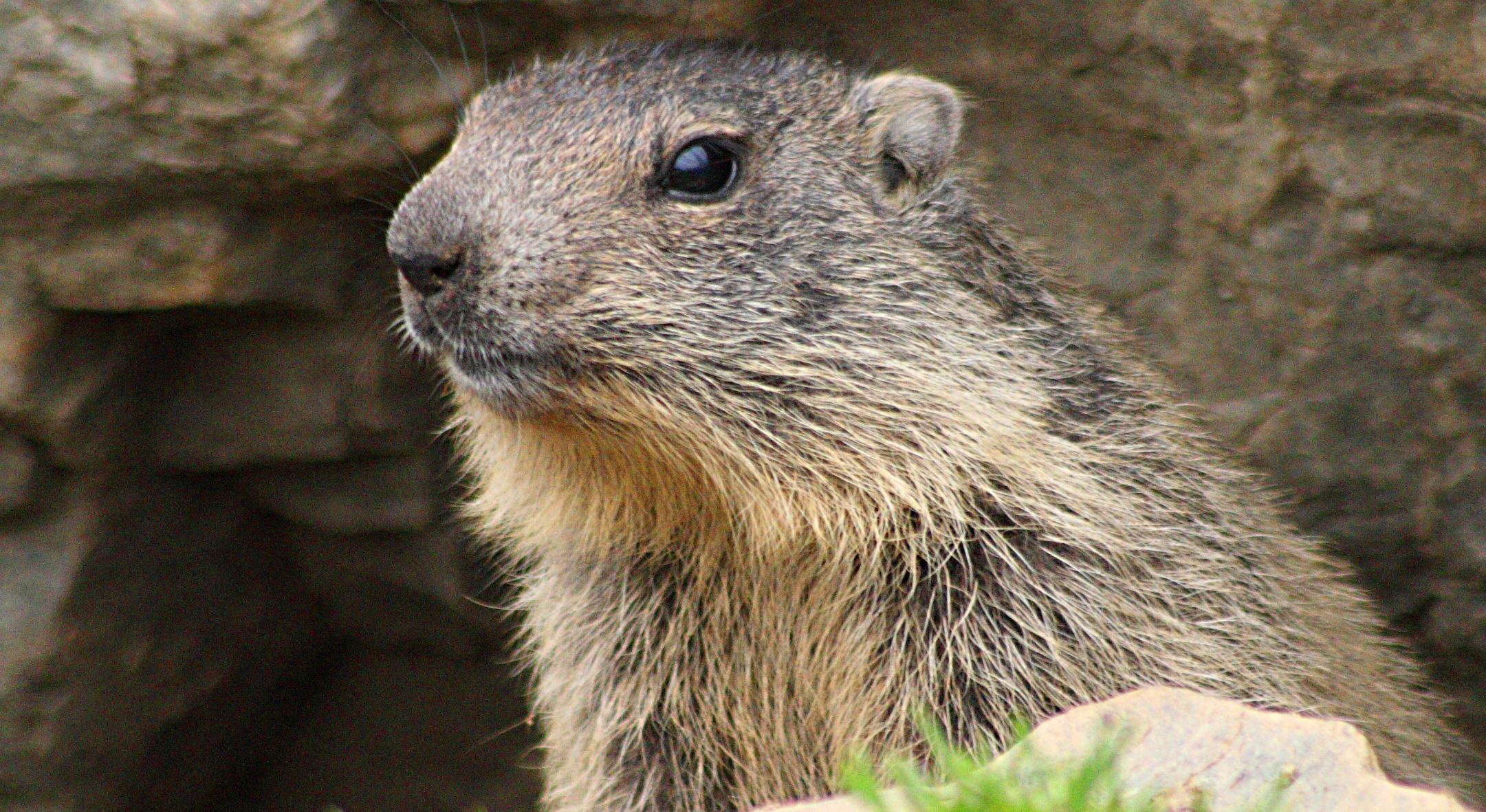 Les marmottes en désaccord sur la suite de l'hiver en Amérique du Nord