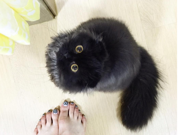 Gimo, le nouveau chat qui enflamme les Internets